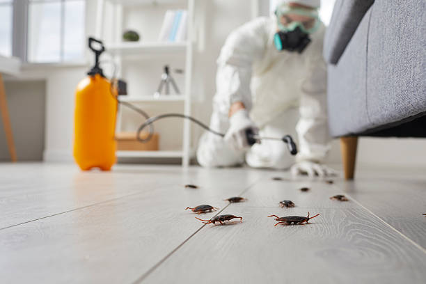 Commercial Kitchen Cockroach Control in Hargill